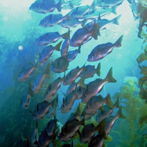 School of Perch in Kelp