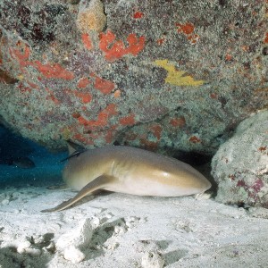 Nurse shark in a swimthrough