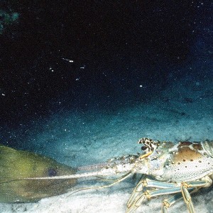 Moray vs. Lobster.