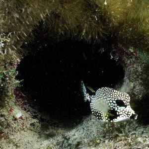 Smooth Trunkfish