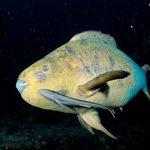 Very Cool Rainbow Parrot w/Sharksucker