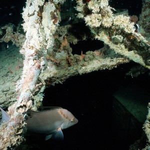 Hogfish Hiding