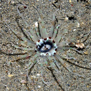 Tube Anemone