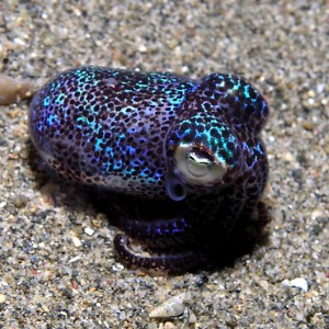 Bobtail squid