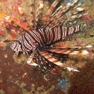 Lion Fish