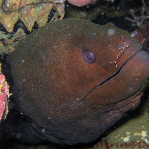 Moray Eel