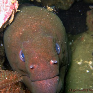 Moray Eel. Kinda remind me of my granma.