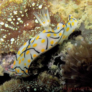 Nudibranch