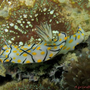 Nudibranch