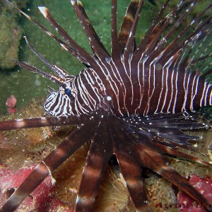 Lion Fish..again.There's 3 of them actually.