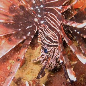 Lion Fish's Head