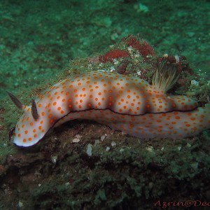 Nudibranch