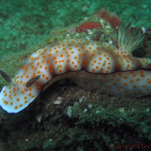 Nudibranch