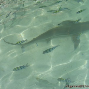 Shark near beach