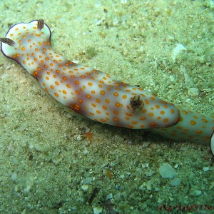 Nudibranch