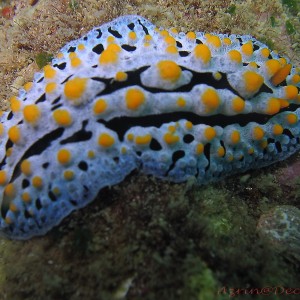 Nudibranch