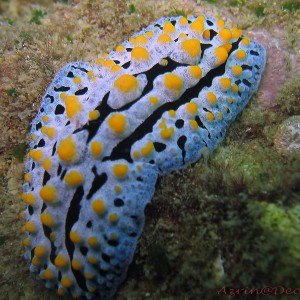 Nudibranch