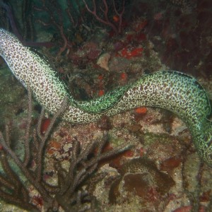 Spotted Moray Eel - Swimming
