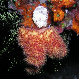 Cotton Candy Tree Coral