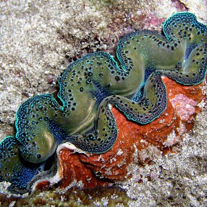 Tridacna