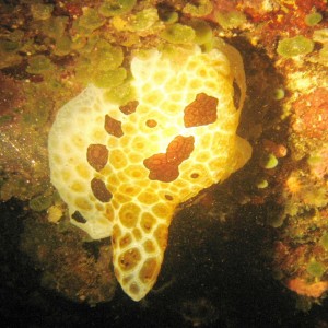 Pleurobranch in Palau