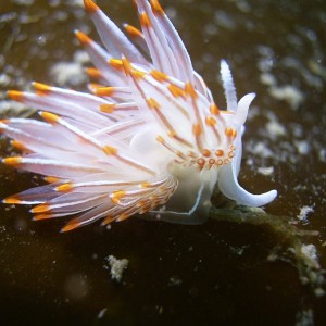 Flabellina