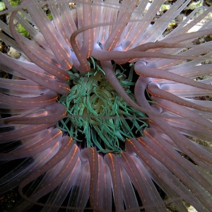 Electric Tube Anemone