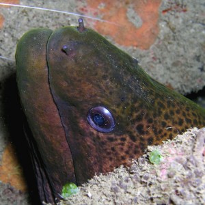 Giant Moray Playing Timid