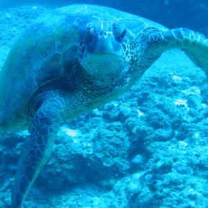 Sea Turtle - 3 tables - Oahu,HI