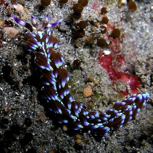 Blue Reef Dragon