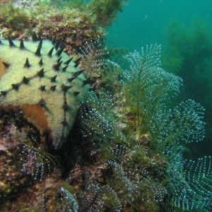 Chocolate Chip Sea Star