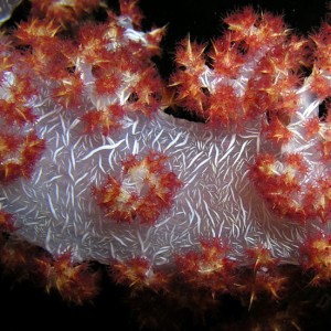 Soft Coral Buds