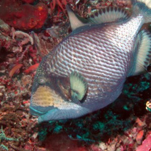 titan_triggerfish_about_to_attack_1024x768