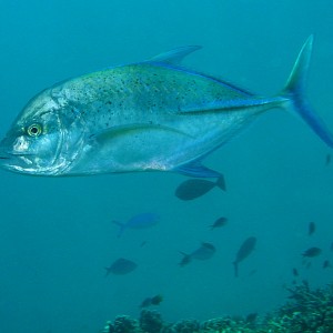 Bluefin Trevally