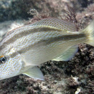 Pigfish - destin jetties