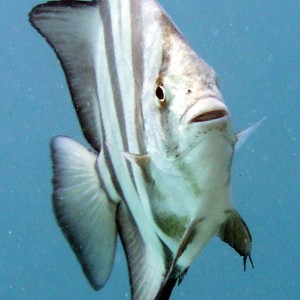 spadefish - destin jetties