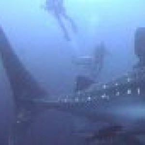 Whale Shark-Darwin Island