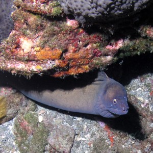 2nd-eel