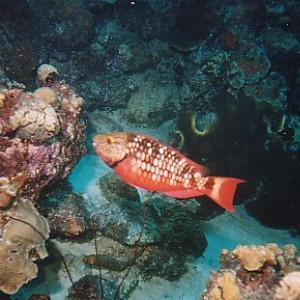 Stoplight Parrotfish, Bonaire