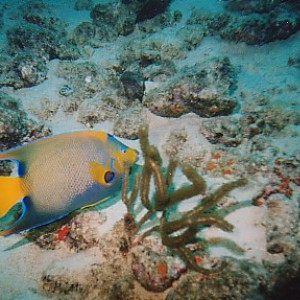Queen Angelfish, Bonaire