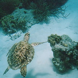 Turtle, Bonaire