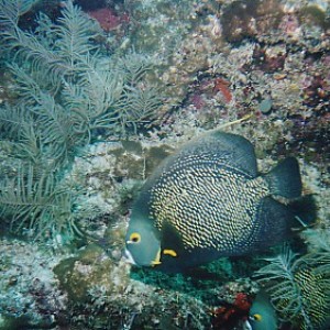 French Angelfish, Molasses Reef