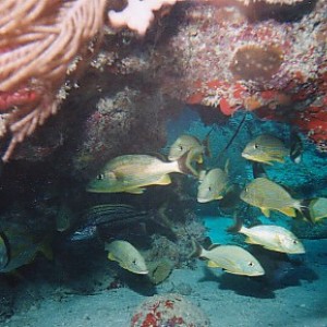 Snappers, Molasses Reef