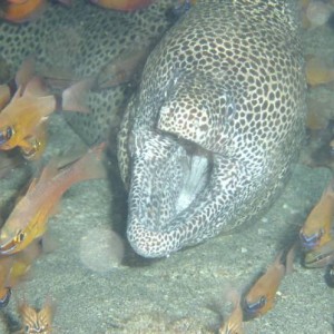 Spotted Eel with Company