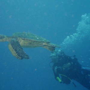 Turtle off of Kona