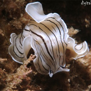 Candy Striped Flatworm