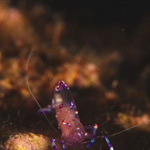 Transparent Shrimp