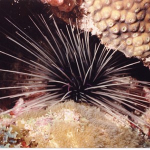 Long-Spined Urchin
