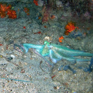 Octopus TownPier Bonaire