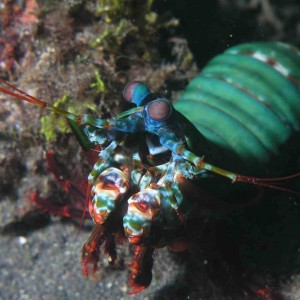 A whole mantis shrimp at Lembeh